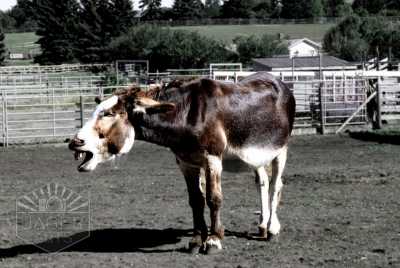 Travel and Architecture - Donkey Calgary Heritage Park