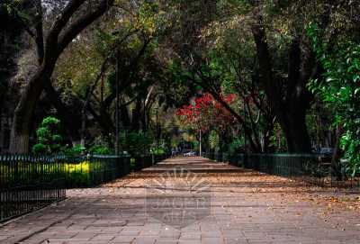 Travel and Architecture - Mexico City CDMX Colorful Floral Avenue